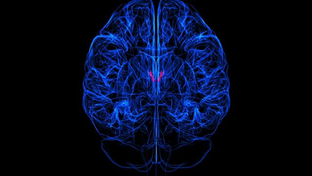 Brain Interventricular foramen Anatomy For Medical Concept 3D rendering