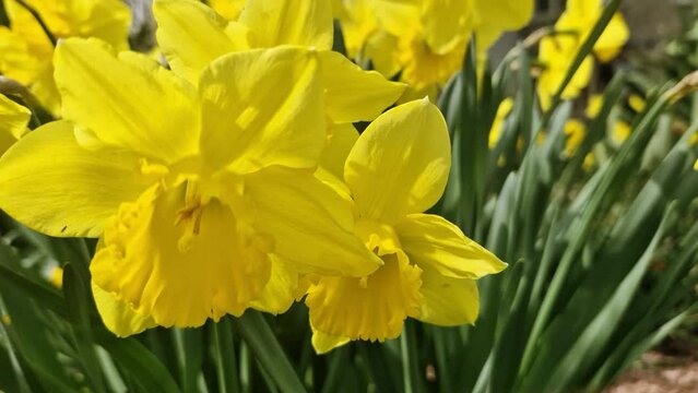 Yellow flowering daffodils rocking in the wind in spring garden.