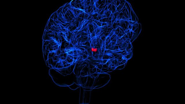 Brain Mammillary body Anatomy For Medical Concept 3D rendering