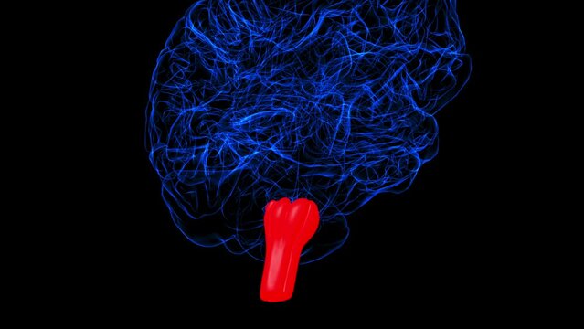 Brain Medulla oblongata Anatomy For Medical Concept 3D rendering