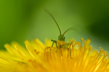 Macro of a tiny grasshopper on a yellow flower