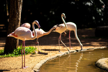 Flamingos drinking water next to a small water stream in a wildlife preservation area in southern...