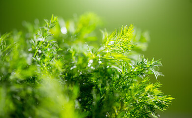Dill aromatic fresh herbs. Bunch of fresh green dill close up, condiments. Vegetarian food,...