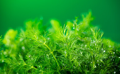 Dill aromatic fresh herbs. Bunch of fresh green dill close up, condiments. Vegetarian food, organic. Anethum graveolens macro shot, over green background 