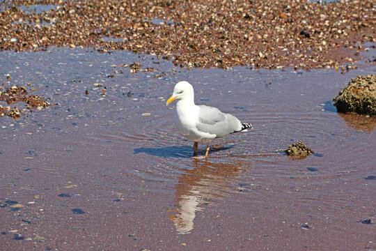seagull on the beach	