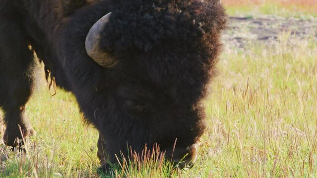 Huge bison with thick wavy downy coat, curled horns, giant eyes chewing grass with his head down on a fine sunny day, wildlife in Yellowstone national park. High quality 4k footage
