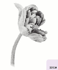 Tulip flower. Spring plant. Graphic ink drawing, pointillism technique - 782310910