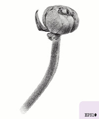 Buttercup flower. Spring plant. Graphic ink drawing, pointillism technique - 782311144
