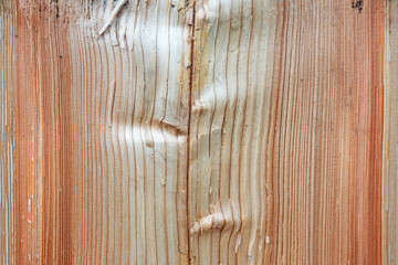 Longitudinal section of a spruce tree trunk, showing annual rings in a pattern of parallel lines