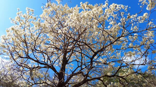 Ipes white tree flowering grove with selective focus in Brazil