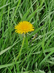 Löwenzahn Nahaufnahme. Grün im Hintergrund. Grashalme. Zweifarbige Fotos. Minimalistischer Ansatz. Frühlingsszene. Pollen und Honigbienen. Gelber Blütenkopf und Blütenblätter. Krautige Pflanze.