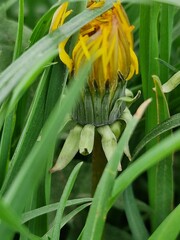 Obraz premium Löwenzahn Nahaufnahme. Grün im Hintergrund. Grashalme. Zweifarbige Fotos. Minimalistischer Ansatz. Frühlingsszene. Pollen und Honigbienen. Gelber Blütenkopf und Blütenblätter. Krautige Pflanze.