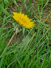 L&ouml;wenzahn Nahaufnahme. Gr&uuml;n im Hintergrund. Grashalme. Zweifarbige Fotos. Minimalistischer Ansatz. Fr&uuml;hlingsszene. Pollen und Honigbienen. Gelber Bl&uuml;tenkopf und Bl&uuml;tenbl&auml;tter. Krautige Pflanze.