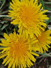 Löwenzahnblüte aus nächster Nähe. Grün im Hintergrund. Grashalme. Zweifarbige Fotos....