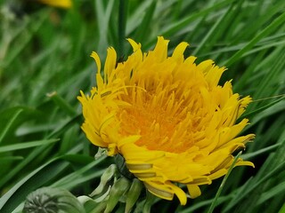 Löwenzahnblüte aus nächster Nähe. Grün im Hintergrund. Grashalme. Zweifarbige Fotos. Minimalistischer Ansatz. Frühlingsszene. Pollen und Honigbienen. Gelber Blütenkopf und Blütenblätter. Krauter.