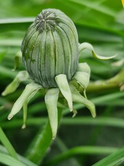 Löwenzahnblüte aus nächster Nähe. Grün im Hintergrund. Grashalme. Zweifarbige Fotos. Minimalistischer Ansatz. Frühlingsszene. Pollen und Honigbienen. Gelber Blütenkopf und Blütenblätter. Krauter.