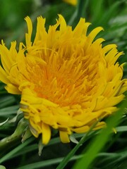 Löwenzahnblüte aus nächster Nähe. Grün im Hintergrund. Grashalme. Zweifarbige Fotos. Minimalistischer Ansatz. Frühlingsszene. Pollen und Honigbienen. Gelber Blütenkopf und Blütenblätter. Krauter.