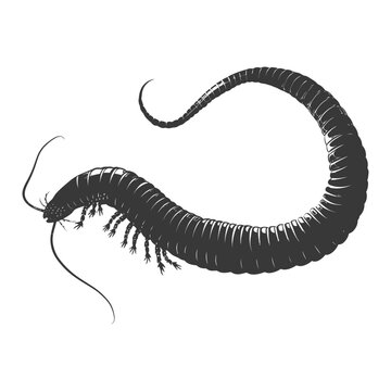 black centipede crawling on white background clip art preview