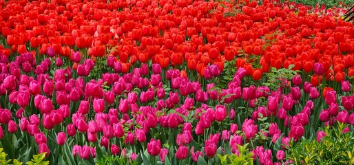 Tulip Garden in Tehran, Iran on a Sunny Day