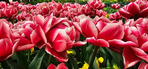 Tulip Garden in Tehran, Iran on a Sunny Day