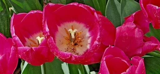 Tulip Garden in Tehran, Iran on a Sunny Day