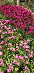 Tulip Garden in Tehran, Iran on a Sunny Day