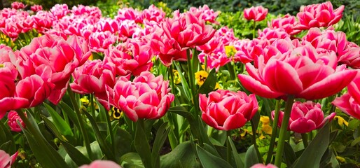 Tulip Garden in Tehran, Iran on a Sunny Day