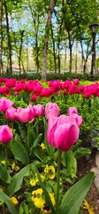 Tulip Garden in Tehran, Iran on a Sunny Day