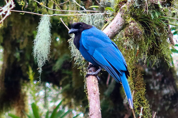 blue jay on a branch