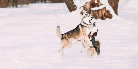 Two Funny Happy Siberian Husky Dogs Playing Together Outdoor In Snowy Park At Sunny Winter Day. Smiling Dog. Active Dogs Play In Snow. Playful Pet Outdoors At Winter Season.