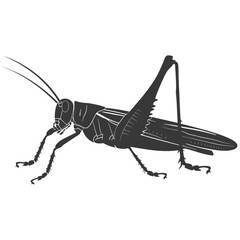 Silhouette grasshopper Insect animal black color only - obrazy, fototapety, plakaty