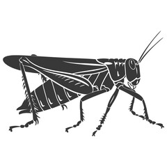 Silhouette grasshopper Insect animal black color only