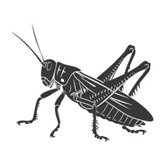 Silhouette grasshopper Insect animal black color only
