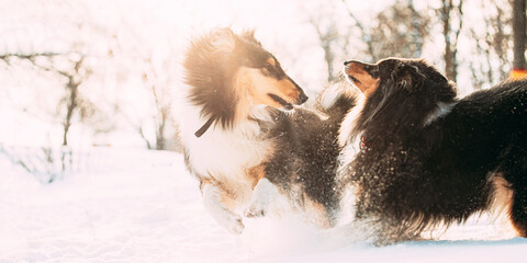 Two Funny Tricolor Rough Collie, Scottish Collie, English Collie, Lassie Dogs Running Together Outdoor In Snowy Park At Winter Day. Active Dogs Play In Snow. Playful Pet Outdoors At Winter