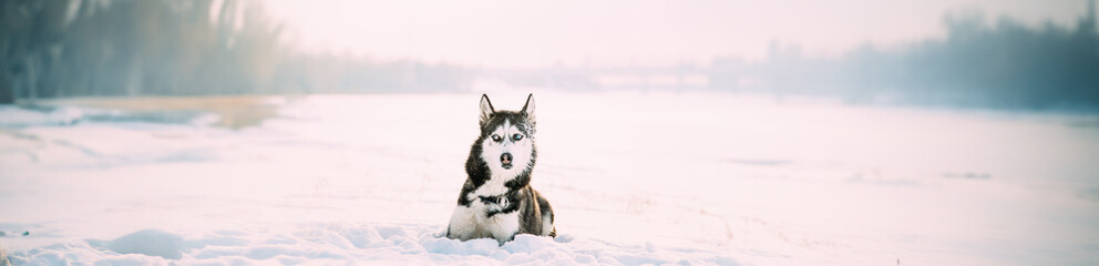 Funny Siberian Husky Dog Sitting Outdoor In Snowy Park At Sunny Winter Day. Dog Sit In Snow. Pet Resting Outdoors At Winter Season.
