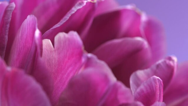Flower opening close up, soft petals of beautiful purple tulip time lapse, nature background. Tulip bouquet, spring flower macro shot, blooming violet pink tulip Easter backdrop, romantic, tenderness.