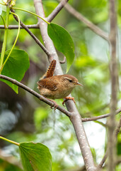 European Wren (Troglodytes troglodytes) - Found across Europe & parts of Asia