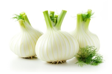 Fresh fennel bulbs on white background with health benefits