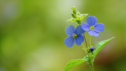 Zbliżenie na niebieski wiosenny kwiat - obrazy, fototapety, plakaty
