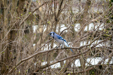 A blue jay singing in the thicket in Ontario.