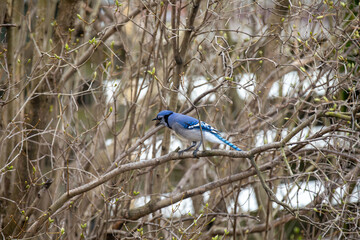 A blue jay singing in the thicket in Ontario.