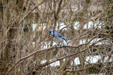 A blue jay singing in the thicket in Ontario.