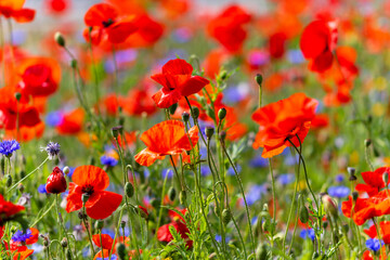 Fototapeta premium Red poppy wildflowers blowing in summer meadow. Sunshine on vibrant silky petals. Dublin, Ireland 