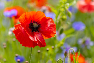 Red poppy flower, closeup, growing wild in summer wildflower meadow. Bright sunshine on vibrant...