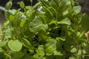 Sorrel sprouts close up, little plants in sun light, home garden, Rumex acetosa