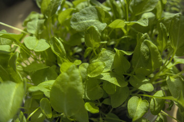 Sorrel sprouts close up, little plants in sun light, home garden, Rumex acetosa