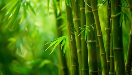 Green background of bamboo forest