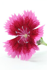 China Pink Dianthus flower close up on white background.
