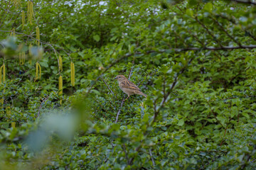Brown little bird sparrow sitting on branch of a green bush tree