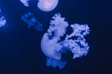 underwater photos of jellyfish marble jellyfish lychnorhiza lucerna